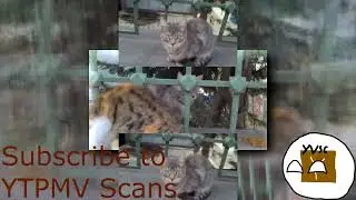 Gray cat brutally slaps the cat that approaches her  Scan