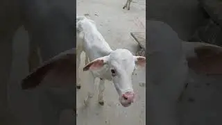 Tariq Haidar ka Baby Calf ❤️