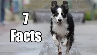 7 Facts about Dogs