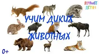 Дикие животные. Учим диких животных для детей на русском / Лучшее детям
