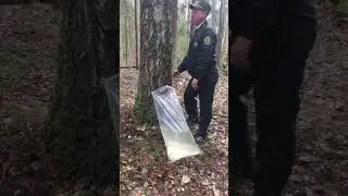 Как заготавливают березовый сок в Витебском лесничестве?