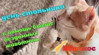 День стольника. Поможете накормить бывще бездомных животных?