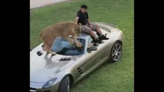 Lion as pet   Only in Dubai