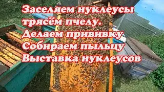 ВЫСТАВКА НУКЛЕУСОВ, ПРИВИВКА НА МАТОК, СБОР ЦВЕТОЧНОЙ ПЫЛЬЦЫ