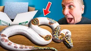 Unboxing My Favorite Snake Ever!