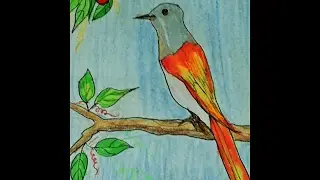 bird drawing for kids in simple steps