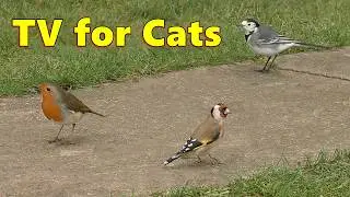 Birds for Cats to Watch on The Garden Path / Cat TV