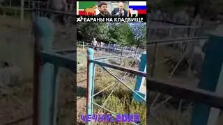 БАРАНЫ НА РУССКОМ КЛАДБИЩЕ. Чечня 2023г. Благородный поступок ЧЕЧЕНЦА! 