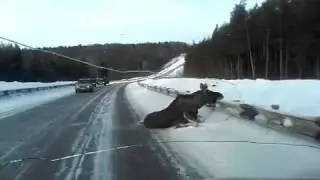 Лось вышел на трассу. Лося сбили на трассе. Не гуляйте по трассам лоси!