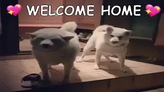 Smiling Shiba Inu Dogs Welcome Owner Home