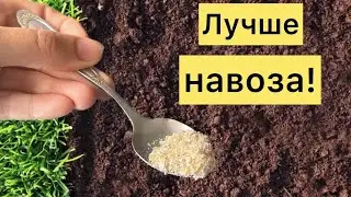 1 ЛОЖКА на ведро воды - и усталая земля будет ПЛОДОРОДНЕЕ ЧЕРНОЗЕМА!