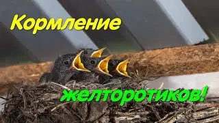 Кормление птенцов. Камера в гнезде. 