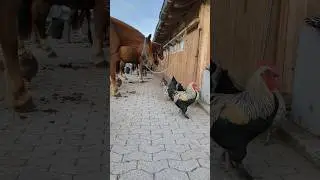 The look on his face! 😆🐎🐓 #horses #farmlife #chicken