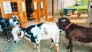 TWO boys fighting over a girl! (goat breeding season has started!)