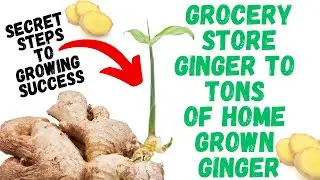 How To Grow Ginger From Grocery Store | Step By Step Process On How To Get Massive Harvest Faster