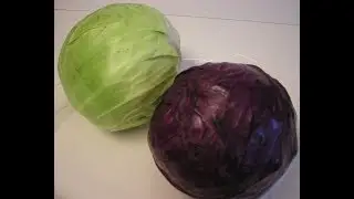 Cabbage 101 - The Basics