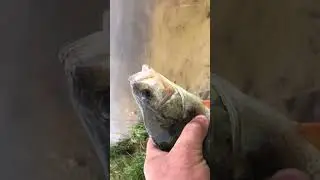 Окунь з ікрою