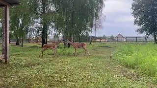 У Полесского Зюзи на подворье сафари-парка новые подопечные