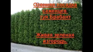 Посадка живой изгороди.  Туя Брабант.