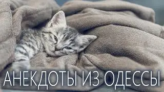 Купил кота.... Анекдоты из Одессы №365