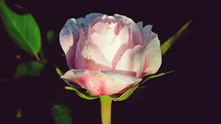 Fujifilm FinePix Hs11 Sample Images  | Fujifilm FinePix Hs11 Photography 2023 | Flowers Photography