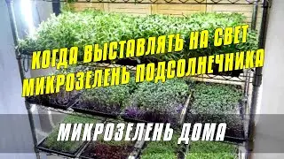 Когда выставлять на свет Микрозелень подсолнечника - Огород на окне #микрозелень #огород #дача