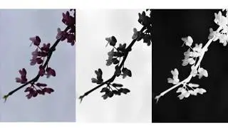 Photoshop Basics: How to Invert Colors in a Photograph