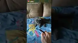 Как коты реагирует на звук расчёски