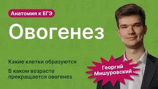 6.106. Овогенез | Анатомия к ЕГЭ | Георгий Мишуровский