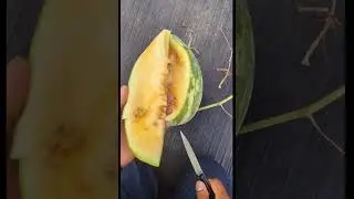 Yellow Watermelon "Let's Take a Look Inside this #beauty #watermelon #amazing