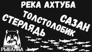 Стерлядь, толстолобик, сазан. Отличный фарм серебра. Река ахтуба. Русская рыбалка 4.