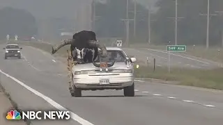 Car with giant bull as passenger pulled over by Nebraska police