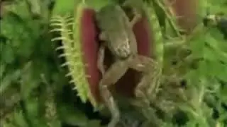 Carnivorous Plant Eats  A Frog !!! Amazing!!!!