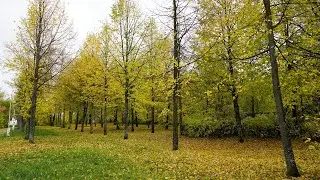 Путешествие в Пучеж 4k