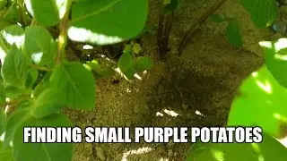 Finding small purple potatoes