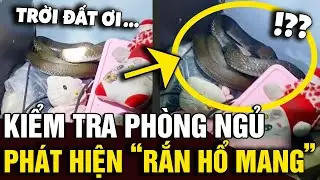 Đang ngủ nghe thấy 'TIẾNG ĐỘNG LẠ', dậy kiểm tra thì phát hiện cặp RẮN HỔ MANG | Tin Nhanh Official