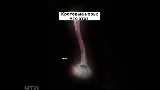 Что такое кротовая нора? 