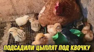 Подсадили цыплят под квочку