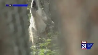 CPW relocating 2 wolves, their pups to undisclosed location