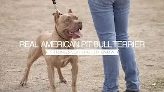 THE REAL AMERICAN PIT BULL TERRIER FIVE THINGS YOU SHOULD KNOW