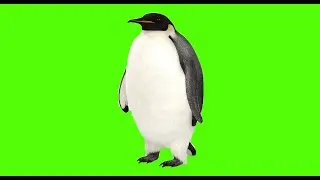 Green Screen Background penguin walk || green screen Video || Green Screen penguins run