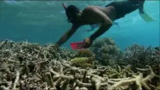 Coral Gardening in Fiji