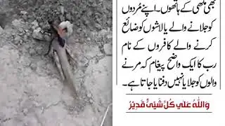 Burial of Dead Locust by a fly | Heart Touching