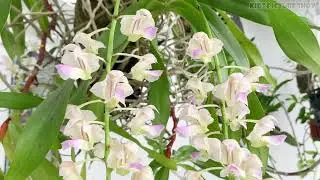 Admire the beauty of orchids - Cinnamon orchid