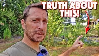 The TRUTH About A Homestead Garden!