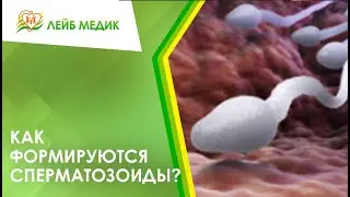 👉 Как формируются сперматозоиды?