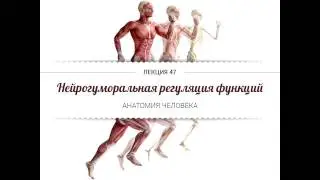 Анатомия. Нейрогуморальная регуляция функций