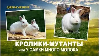 Кролики-мутанты или у самки много молока. КроликоФерма порода Хиколь.