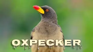 Yellow-billed oxpecker sound