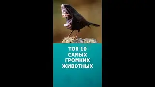 Топ 10 самых громких животных 